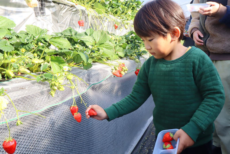 上手に摘めるかな？