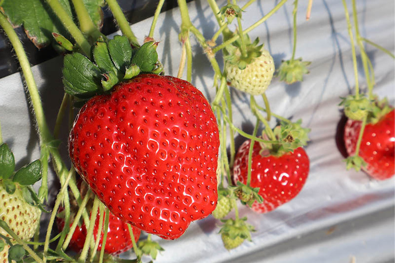 土耕ハウスで特大みっけ