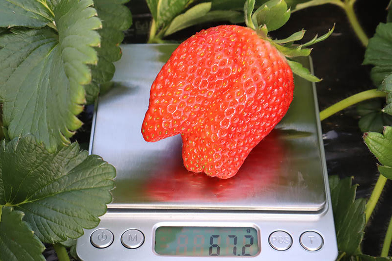 大粒を見つけられたらラッキー