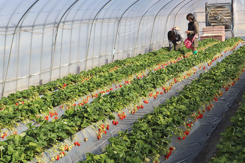 完熟苺はほんとにいいですね