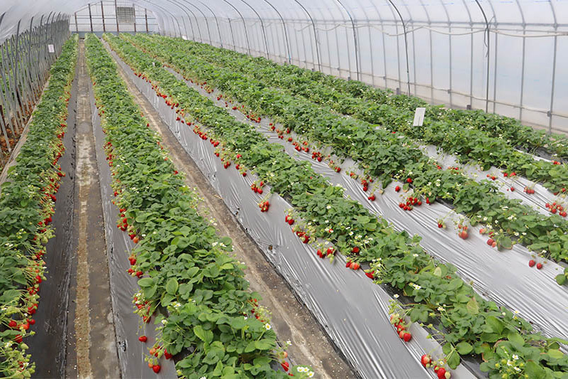 玉数もたくさん有って選び放題