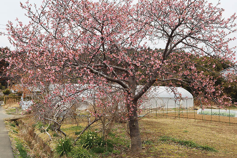河津桜が咲き始めです