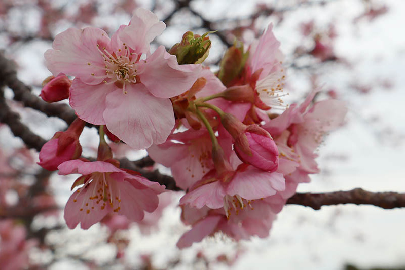 ５分咲きくらいかな？