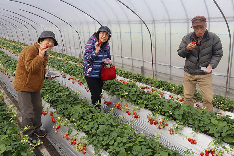 どの品種が美味しかったですか