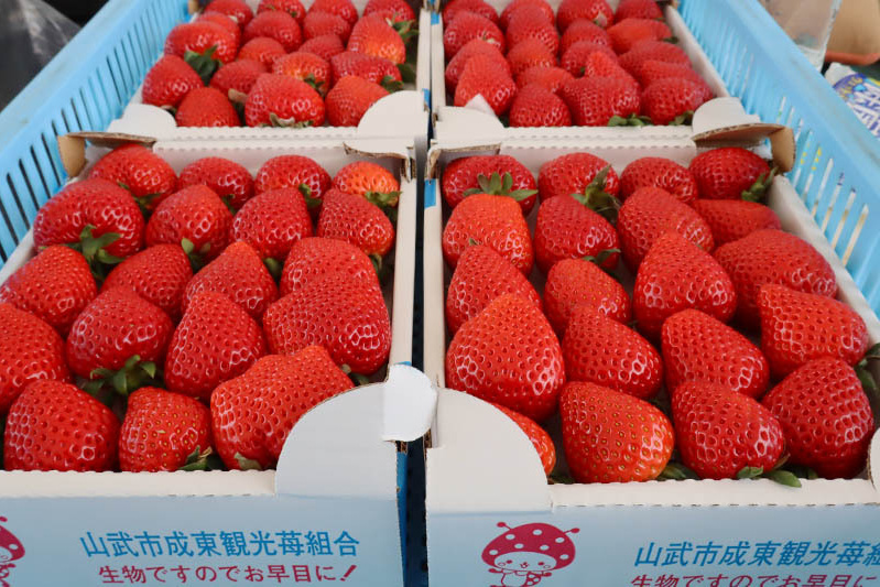 摘んだばかりの苺です