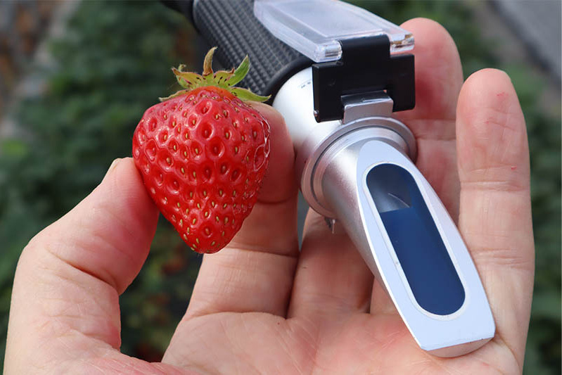 糖度は最高15度でした