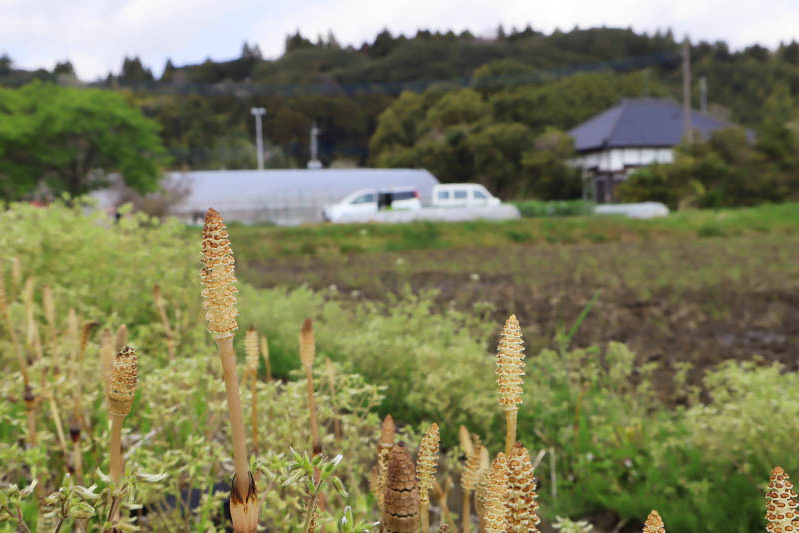 田んぼ脇の土筆