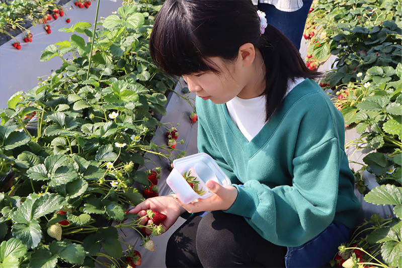 どの品種が好きですか？