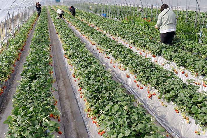 土耕栽培のハウス