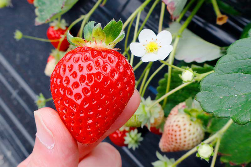 ツヤツヤな完熟苺