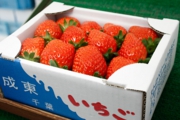 苺直売始まっています