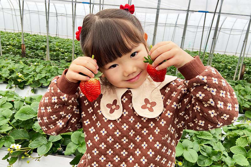 ほっぺが落ちそうな完熟苺