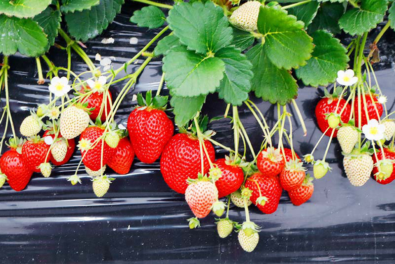 ずらっと並んだ完熟苺は甘いね〜