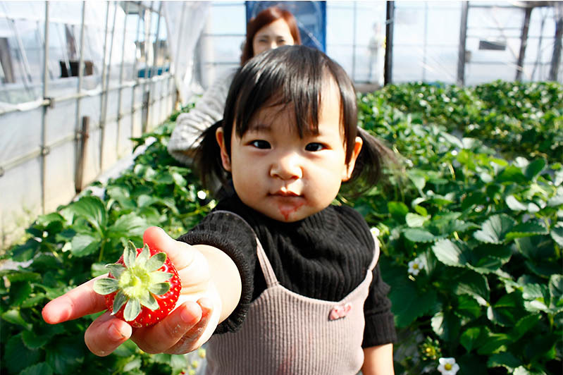 開き始めた河津桜