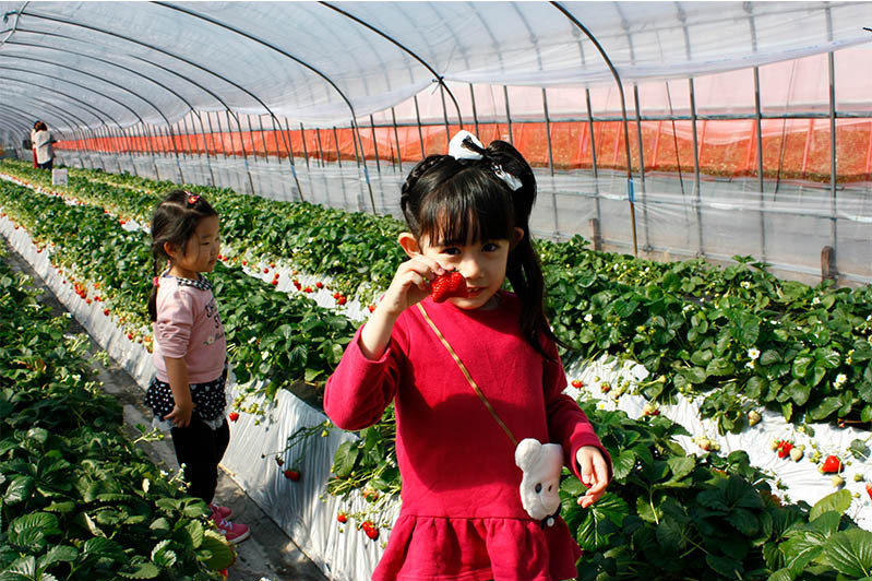 甘い苺食べ放題