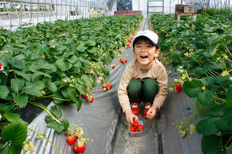 みんなで楽しめる苺狩り