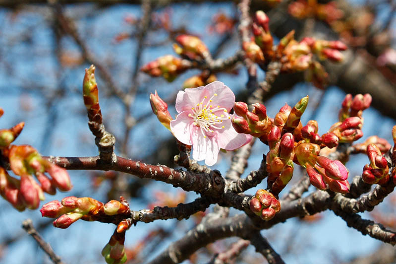 開き始めた河津桜