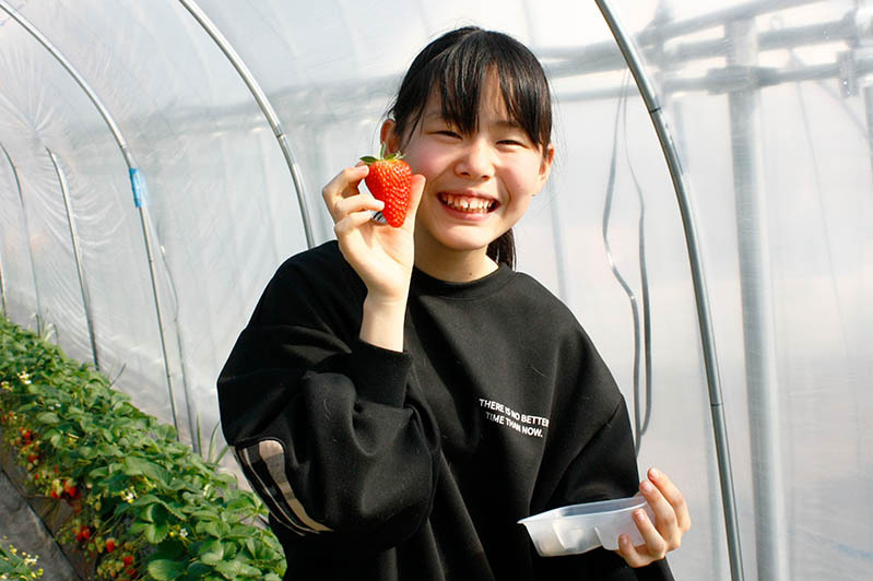 甘い苺食べ放題