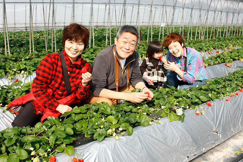 みんなで楽しめる苺狩り