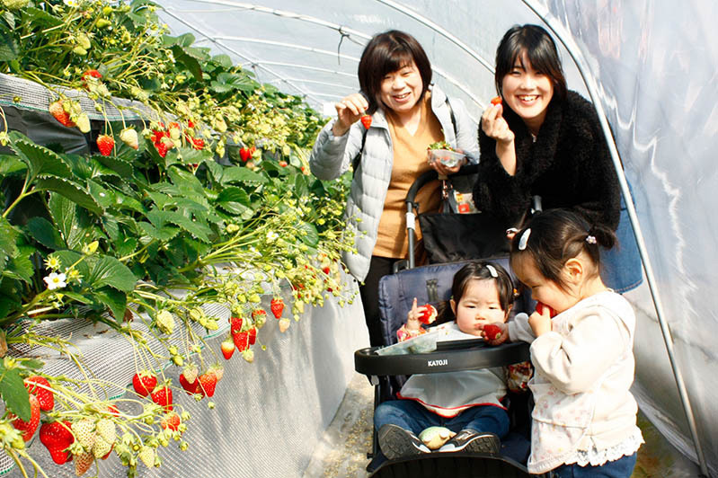 ベビーカーでも楽しめる高設栽培