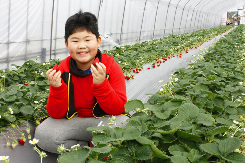 苺が葉の緑に映えるね