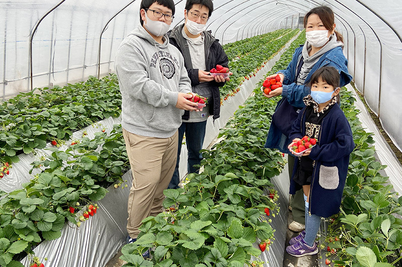 トレイに苺を山盛りにしてね