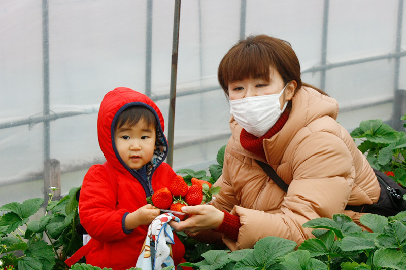 たくさん摘みました