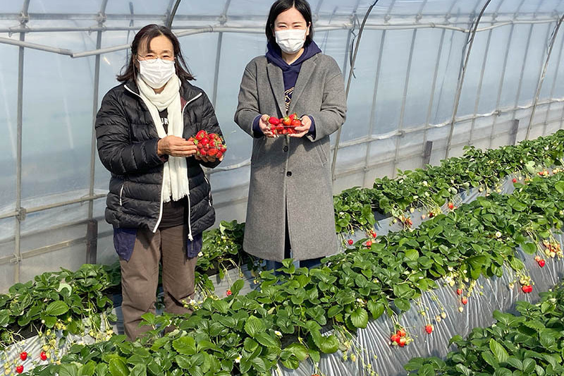 土耕の苺はひと味違いますね
