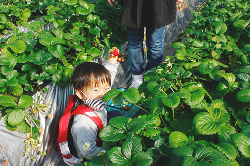隠れた苺を発見！？