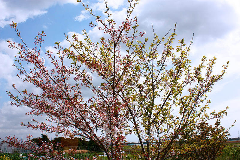 桜は葉っぱが出て来ました