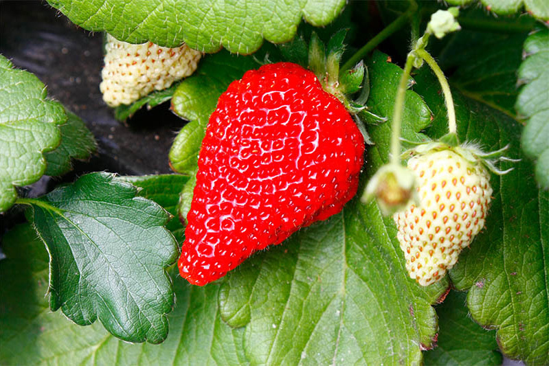 完熟のさちのか