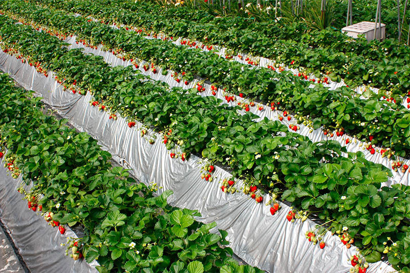 土耕のさちのかも鈴なりです