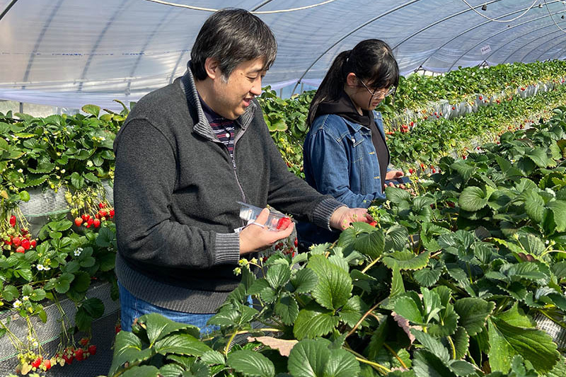 高設は摘むのが楽ですね
