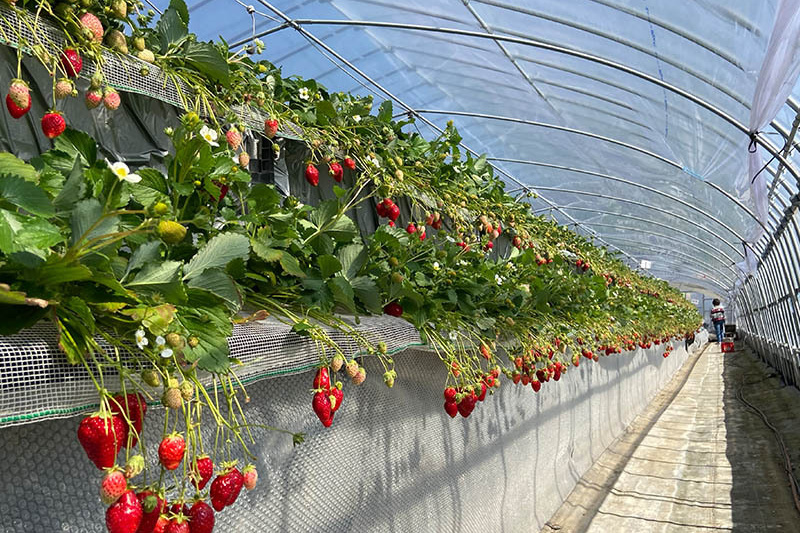 高設にもたくさん苺なってます