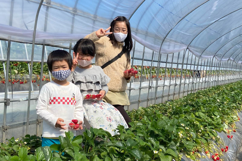 なかよし兄弟で苺狩り
