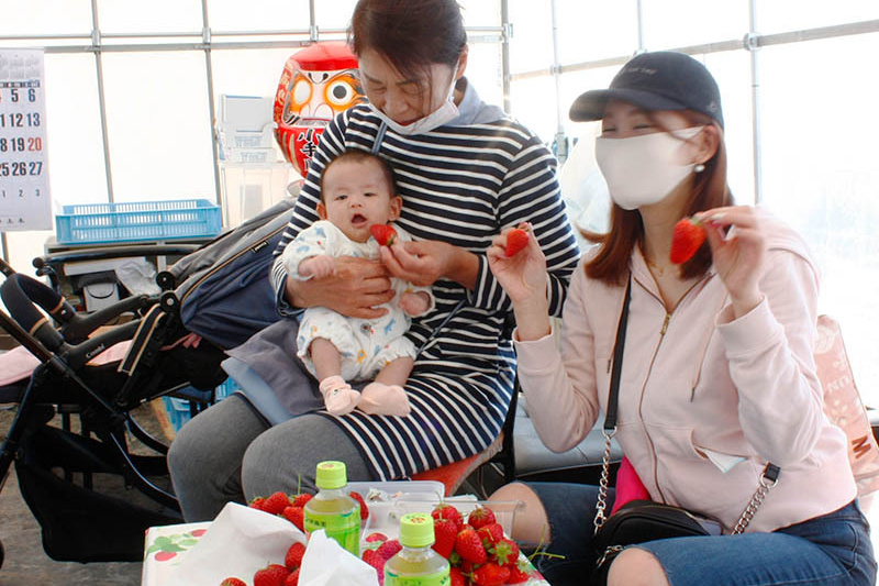 早く苺狩りにおいで