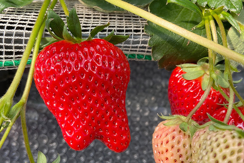 ふたまたになった美味しい苺