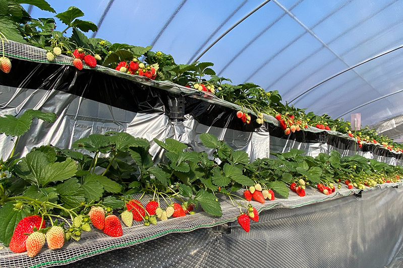 高設ハウスの真っ赤なかなみひめ