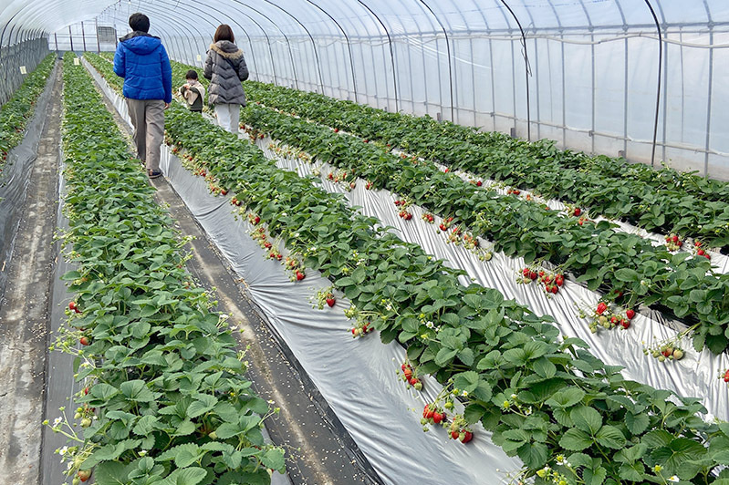 貸切状態の土耕ハウス