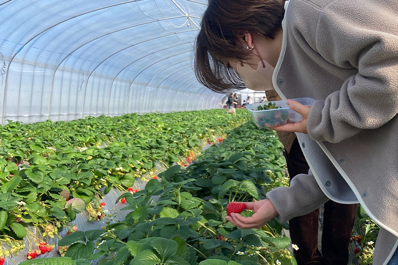 葉の影に良い苺発見