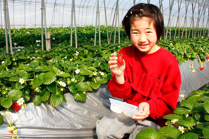 土耕栽培はお子様も摘みやすい高さ