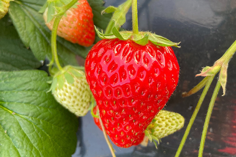 完熟苺たくさん食べてね