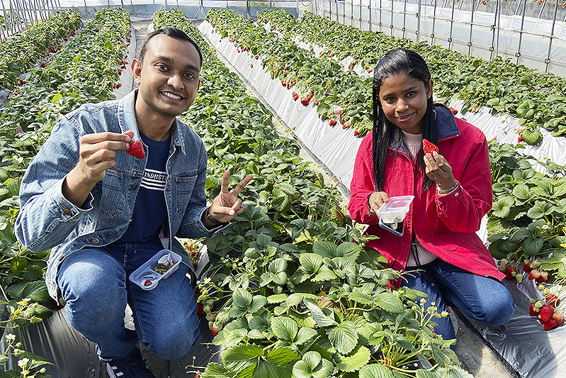苺は美味しかったでしょうか？