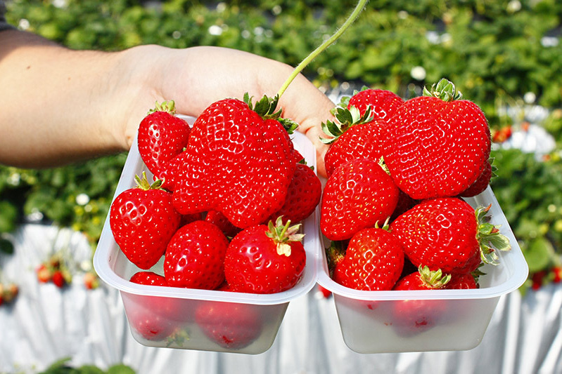 大きな苺が山盛りです