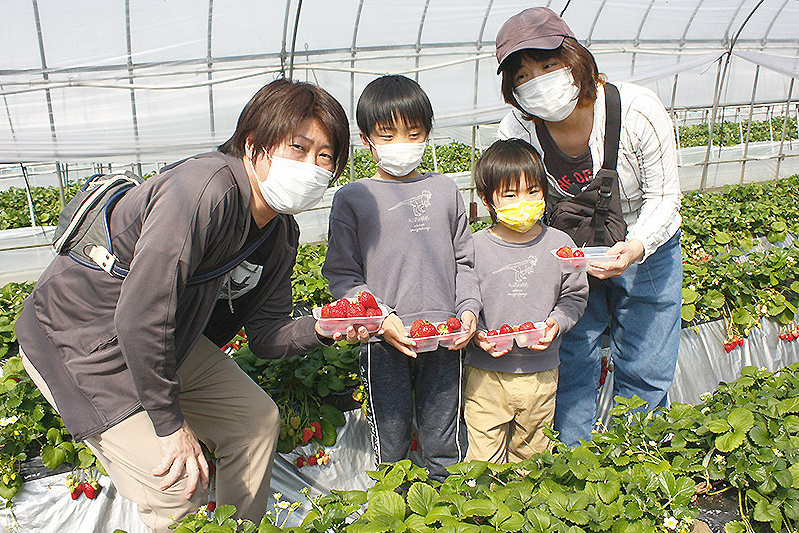 兄弟お揃いで苺狩り