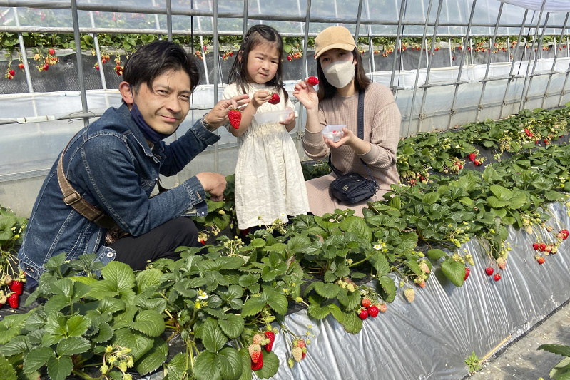 思い出つくりに苺狩りはぴったり