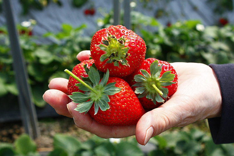 食べがいの有るサイズだね