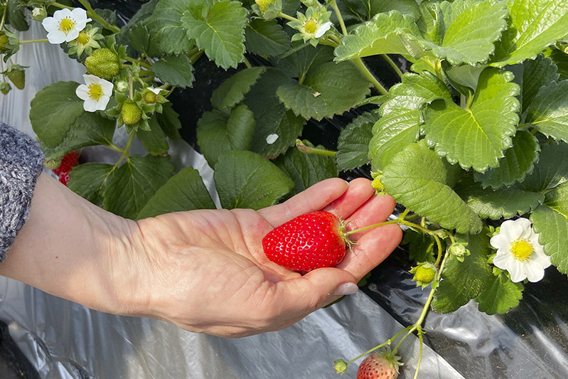 柔らかい苺はやさしく摘むといいよ