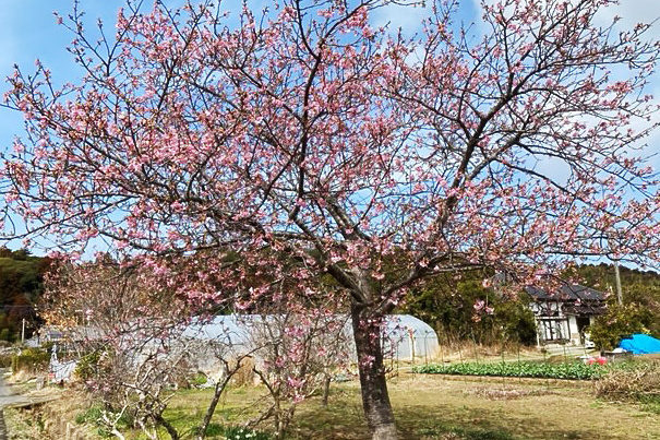 河津桜