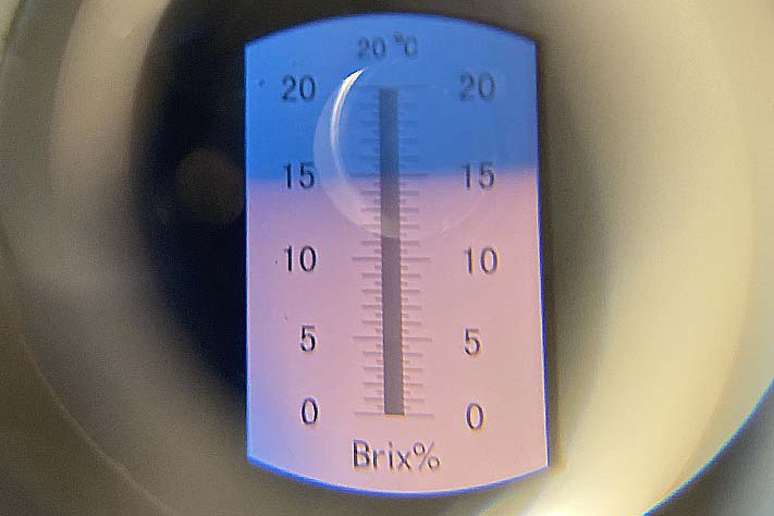糖度15度の苺がたくさん